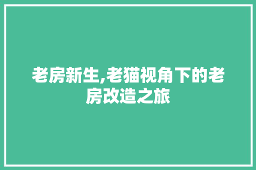 老房新生,老猫视角下的老房改造之旅