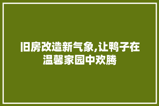 旧房改造新气象,让鸭子在温馨家园中欢腾