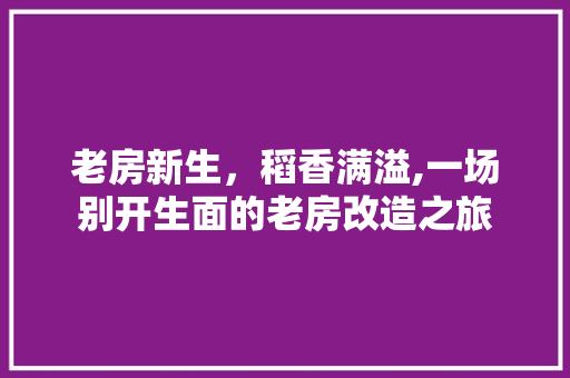 老房新生，稻香满溢,一场别开生面的老房改造之旅