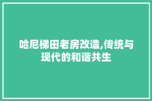 哈尼梯田老房改造,传统与现代的和谐共生
