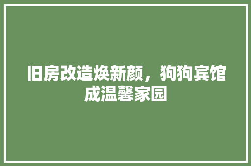 旧房改造焕新颜，狗狗宾馆成温馨家园